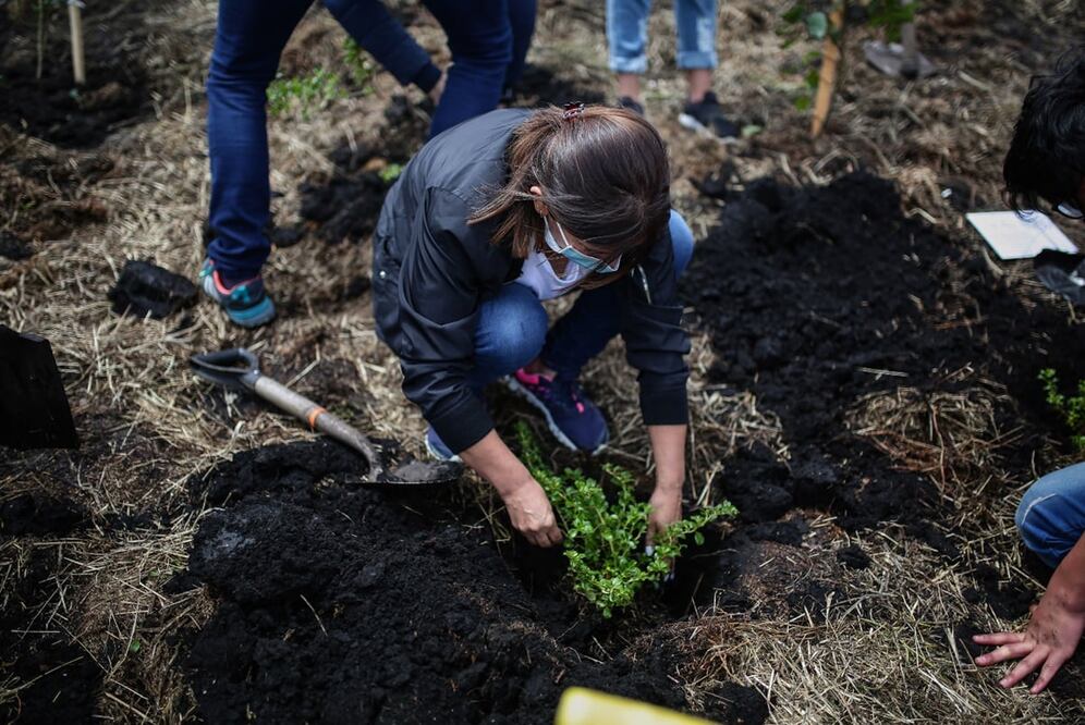 Actividades forestales. Foto: Xinhua, archivo