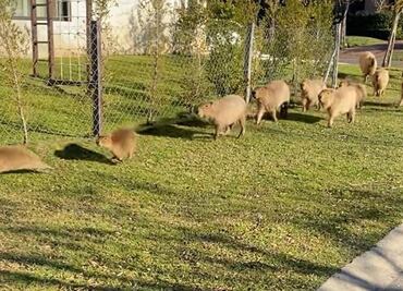 La Rebelión de los Capibaras y el debate que han desatado en Argentina