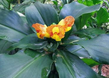 Esta planta llamada insulina tiene beneficios a tu salud, conócelos
