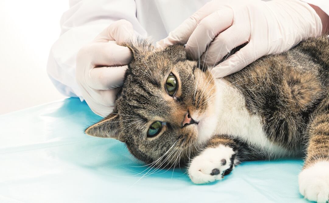 En promedio, 7 humanos son infectados de peste al año en Estados Unidos. Foto: Archivo / EL UNIVERSAL