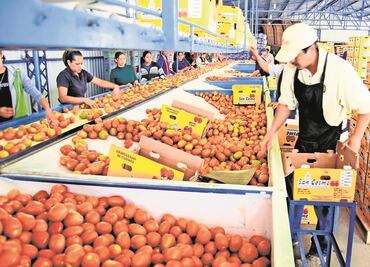 EU pretende subir arancel al jitomate mexicano a 25%