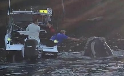 Ayudan a ballena enredada en bolsa de plástico