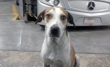 Piden estatua para “Firulais”, perro que trabajaba en terminal y murió en Tamaulipas