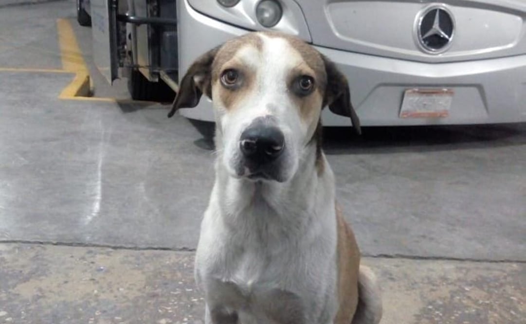 El 23 de enero se dio a conocer que Firulais murió por problemas renales / Especial