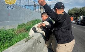 Rescatan a perrito que deambulaba sobre carriles de calzada Ignacio Zaragoza; será puesto en adopción