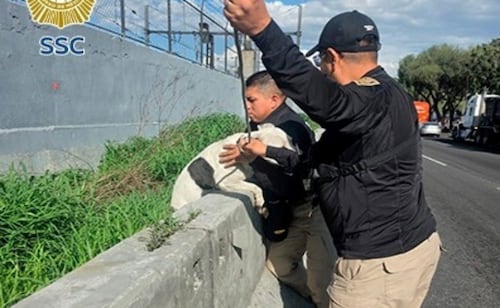Rescatan a perrito que deambulaba sobre carriles de calzada Ignacio Zaragoza; será puesto en adopción