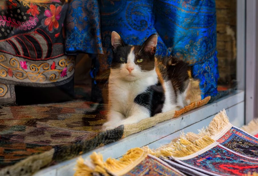 Muchos comercios les abren las puertas para que duerman la siesta y coman una latita. Foto: iStock
