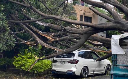 Árbol de casi 15 metros colapsa en la alcaldía Benito Juárez; 3 vehículos resultan dañados