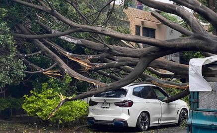 Árbol de casi 15 metros colapsa en la alcaldía Benito Juárez; 3 vehículos resultan dañados