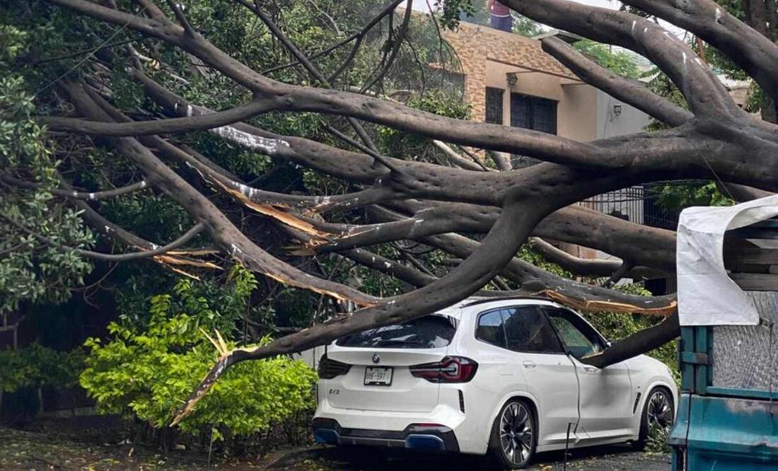Árbol caído en la alcaldía Benito Juárez por fuertes lluvias (12/06/2025). Foto: Valente Rosas / EL UNIVERSAL