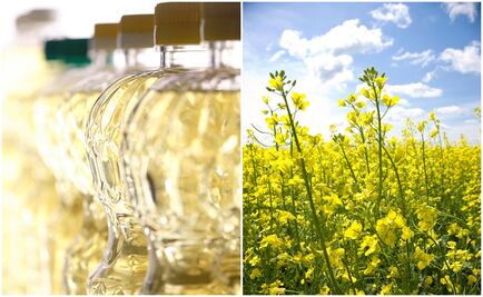 Aprende a cocinar con aceite de canola