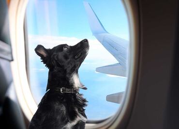 ¿Viajas con tu perro a EU? Conoce las nuevas medidas para países con bajo riesgo de rabia canina