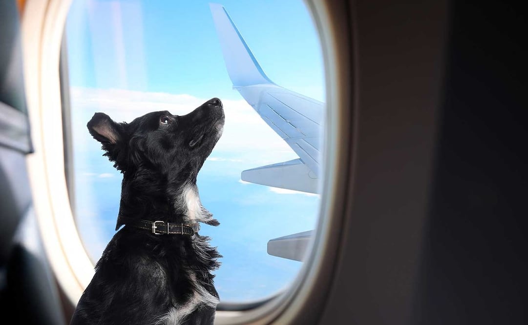 Este es el precio para viajar con tu mascota en avión. Foto: Shutterstock