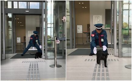 Gatos intentan infiltrarse a museo de arte en Japón