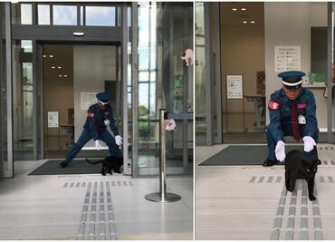 Gatos intentan infiltrarse a museo de arte en Japón