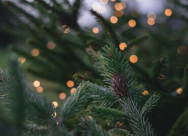 Navidad en las Montañas, el evento navideño en un bosque de Naucalpan