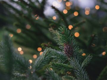 Navidad en las Montañas, el evento navideño en un bosque de Naucalpan