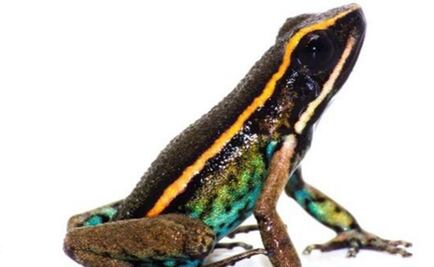 Descubren nueva especie de rana venenosa en la Amazonía peruana