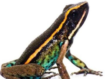 Descubren nueva especie de rana venenosa en la Amazonía peruana