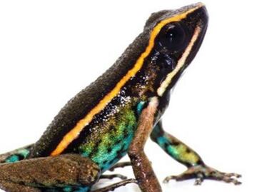 Descubren nueva especie de rana venenosa en la Amazonía peruana