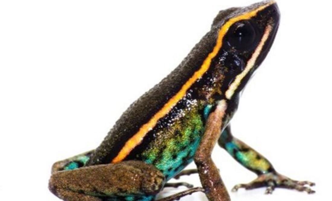 (FOTO: Archivo/EL UNIVERSAL)