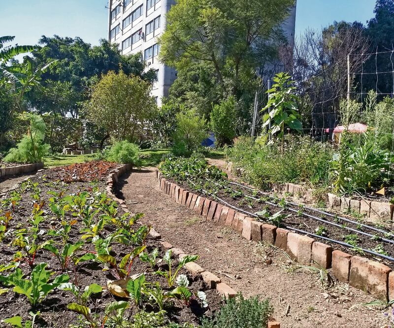 A través de los huertos comunitarios se abre el sentido a la colectividad, dijo la Sedema. Foto: Archivo EL UNIVERSAL 