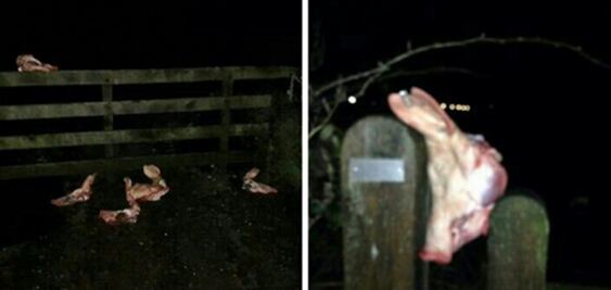 Arrojan cabezas de cerdo contra futuro centro de refugiados