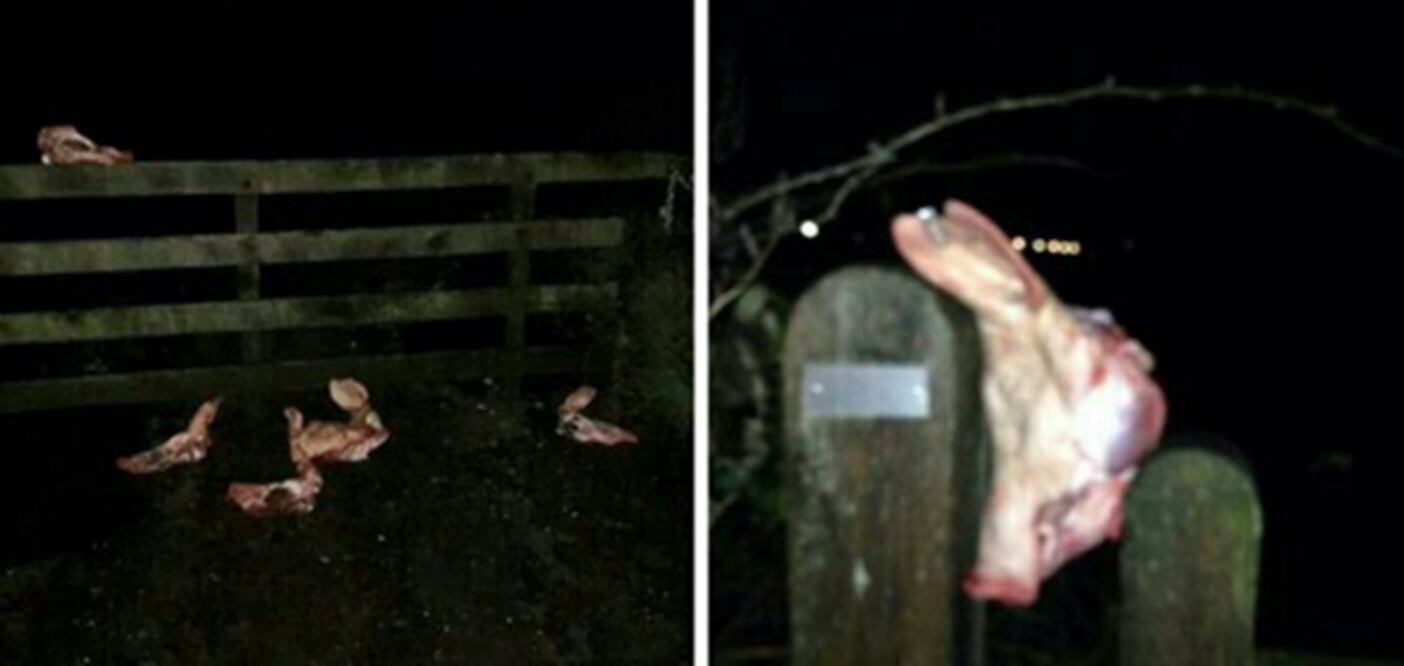 (Foto: Tomada de Twitter)