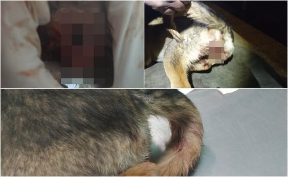 Hombre de 53 años viola a perrita de 8 meses; podría salir bajo fianza