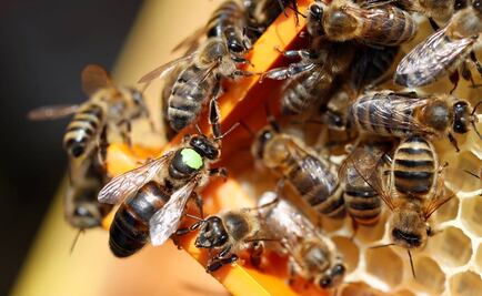 Alerta en Rusia por muerte masiva de abejas