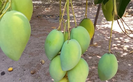Suman 99 lotes de mango infestados con larvas en el Istmo de Oaxaca; no podrán ser exportados, lamentan productores