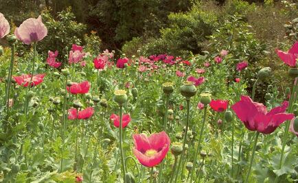Conciencia. Amapolas para combatir el dolor