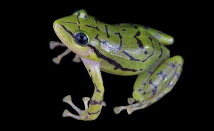 Presentan la rana de lluvia Ecuatoriana