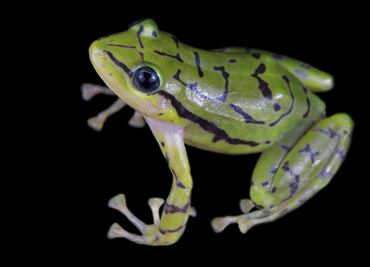 Presentan la rana de lluvia Ecuatoriana