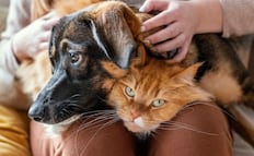 ¿Tu mascota intenta decirte algo?; así puedes entender su lenguaje corporal