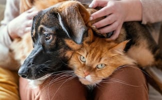 ¿Tu mascota intenta decirte algo?; así puedes entender su lenguaje corporal