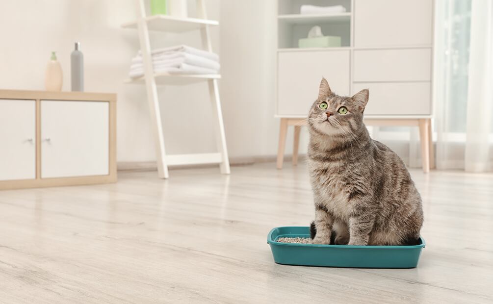 Procura mantener el arenero de tu gato limpio.
Foto: Pixabay