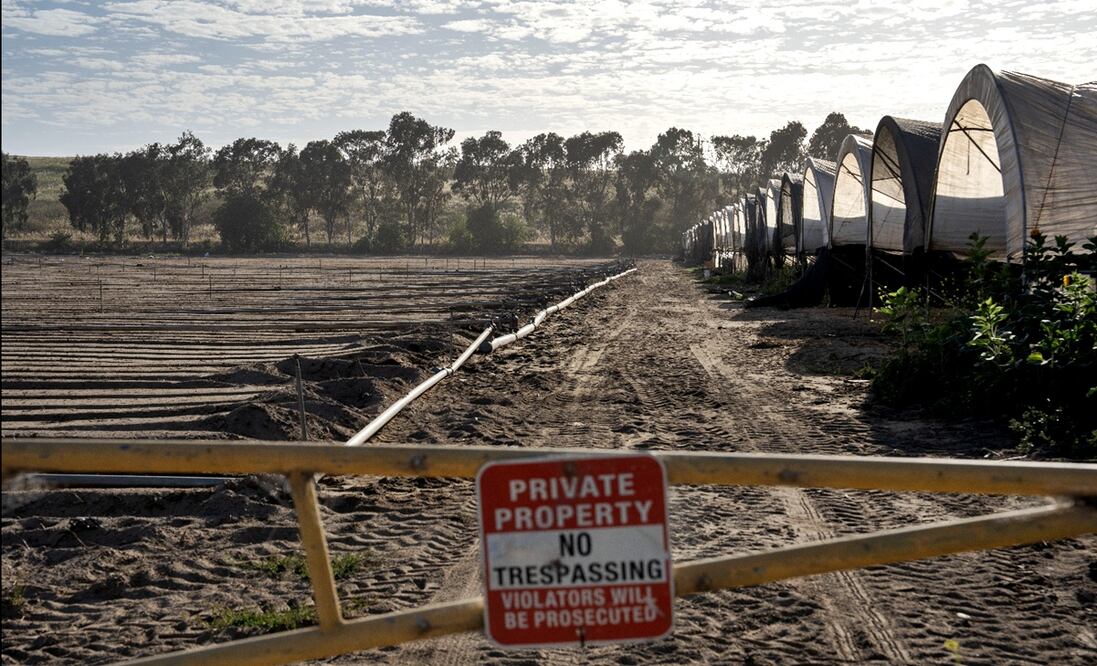 Campos de cultivo en Oxnard lucen vacíos sin jornaleros, el 14 de junio de 2025, tras las detenciones de ICE en Los Ángeles, California. Foto: Aimee Melo/EL UNIVERSAL