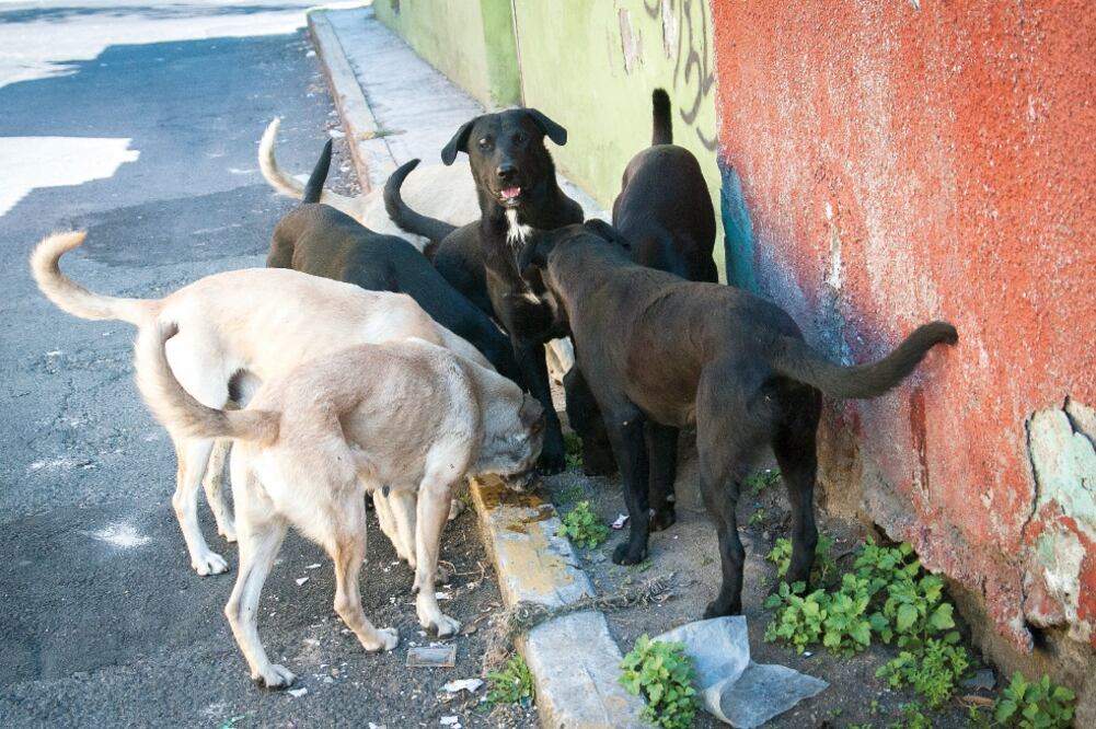 La vicepresidenta de la Comisión de Derechos Humanos en el órgano legislativo local, Rebeca Peralta, dijo que 30% de los perros tiene propietario, otro 30% es comunitario y 40% está en la vía pública, es decir no tienen dueño (CORTESÍA)