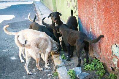 Urge Asamblea elaborar censo de perros callejeros