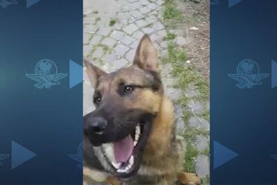 "Kaos", el "perro héroe" que rescató a víctimas de sismo en Italia, muere envenenado