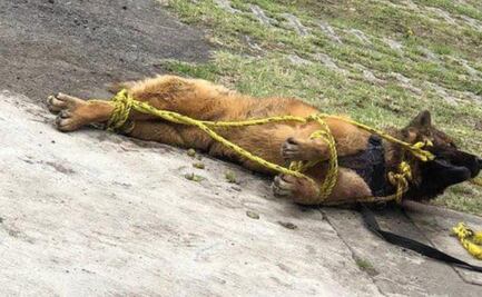 Muere "Kuko", perrito brutalmente golpeado en el  municipio de Nicolás Romero