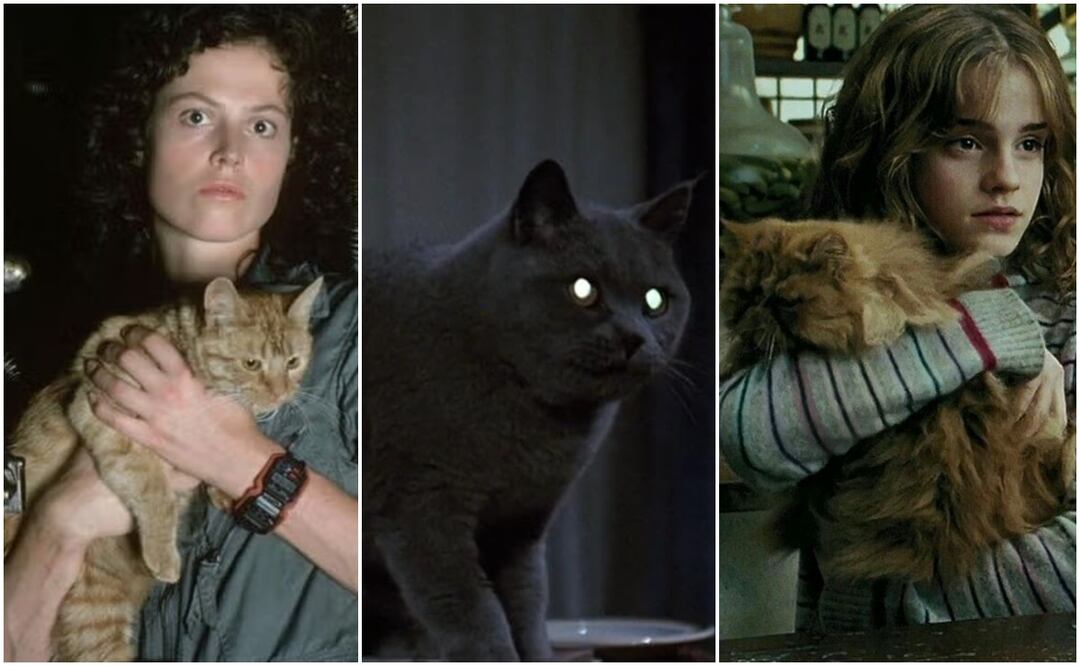 Conoce a los felinos que conquistaron la pantalla grande. Fotos: IMDb