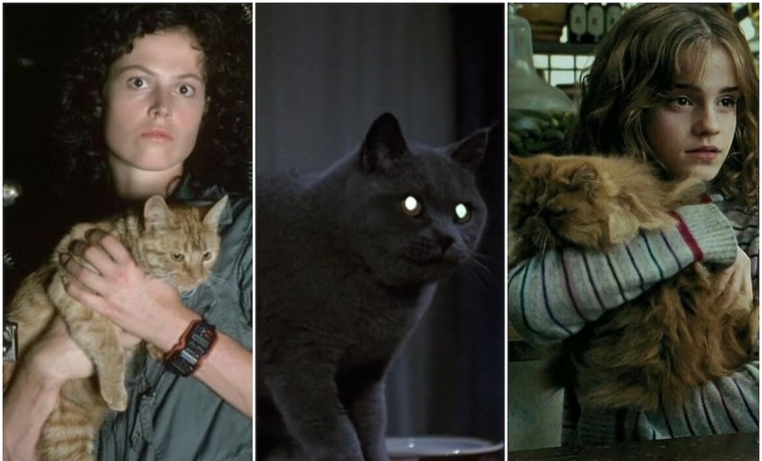 Conoce a los felinos que conquistaron la pantalla grande. Fotos: IMDb