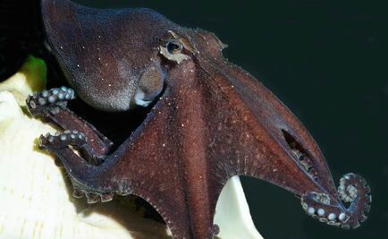 Redescubren pulpos que se abrazan al aparearse