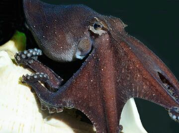 Redescubren pulpos que se abrazan al aparearse