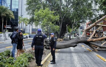 Van 14 árboles derribados por fuertes vientos en la CDMX