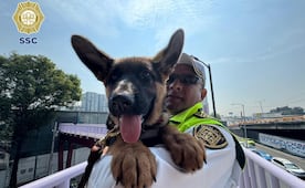 "Indara" se suma al ERUM de CDMX; entrenarán a cachorra para rescate en estructuras colapsadas