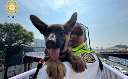 "Indara" se suma al ERUM de CDMX; entrenarán a cachorra para rescate en estructuras colapsadas