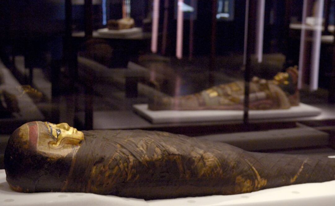 Los ejemplares pertenecen al museo The Field de Chicago Foto:EFE